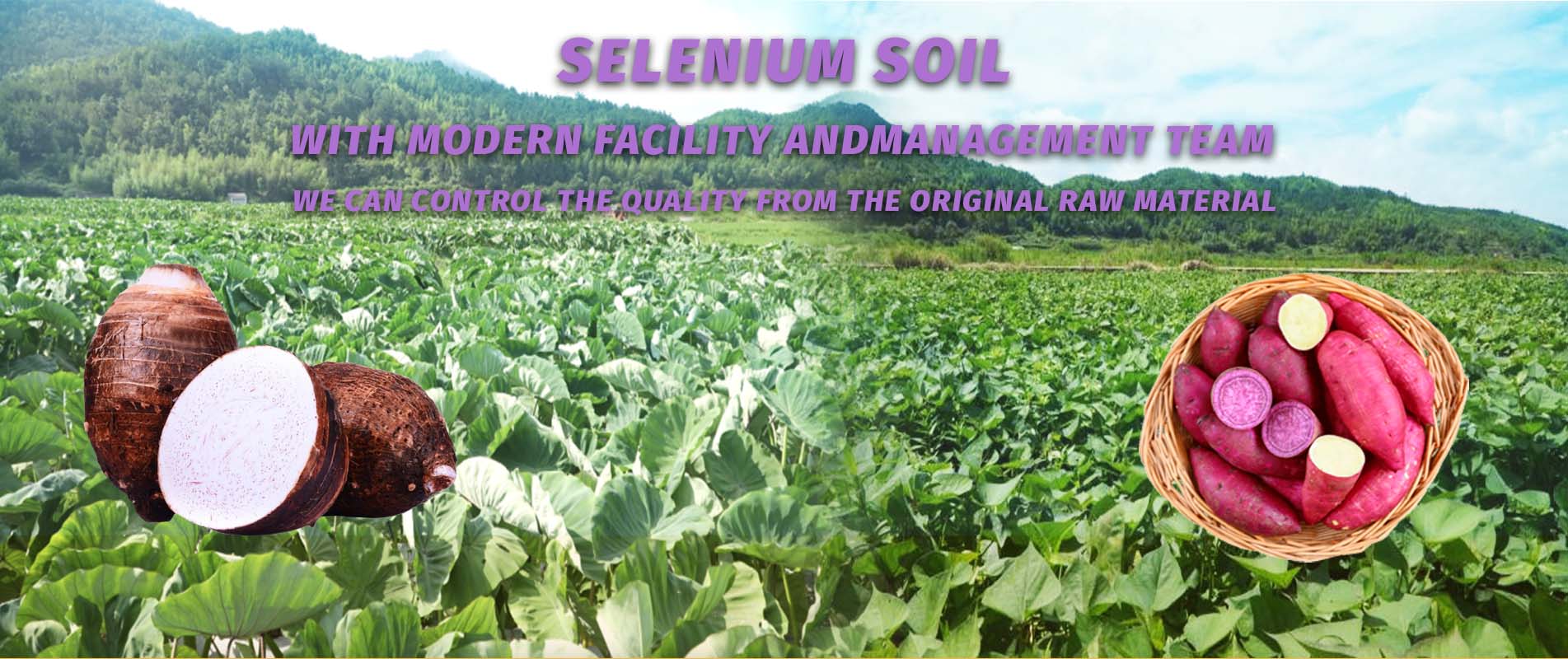 Ferme de produits de pommes de terre