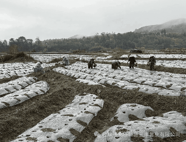 Une légère pluie humidifie les champs, et c'est la période chargée des plantations de taro.