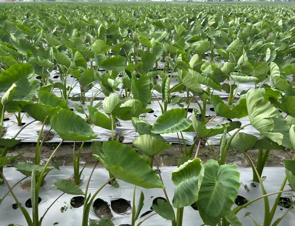 Bénéficiant d'un climat favorable, les cultures de taro du Fujian prospèrent en absorbant les nutriments naturels.