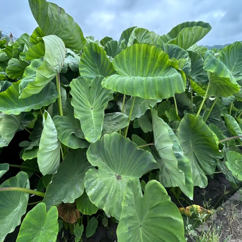 Champs de taro frais après la pluie, un savoir-faire destiné aux marchés mondiaux